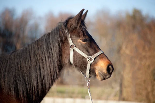 Poulain, jeune cheval pur-sang portrait — Photo