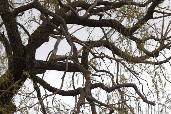 Árbol viejo con ramas retorcidas y rizadas — Foto de Stock