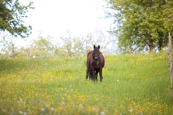 Tłuszczu konia na łące jeść dużo trawy — Zdjęcie stockowe