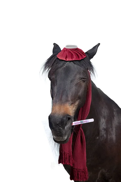 Ill horse with thermometer have fever — Stock Photo, Image