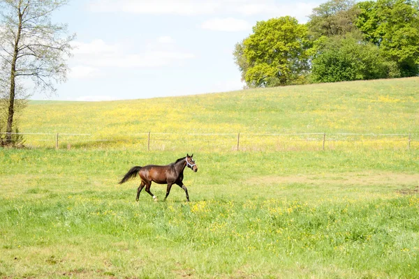 Одна лошадь свободно бежит по лугу — стоковое фото
