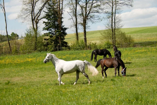 Cavalli liberi al pascolo nel prato — Foto Stock