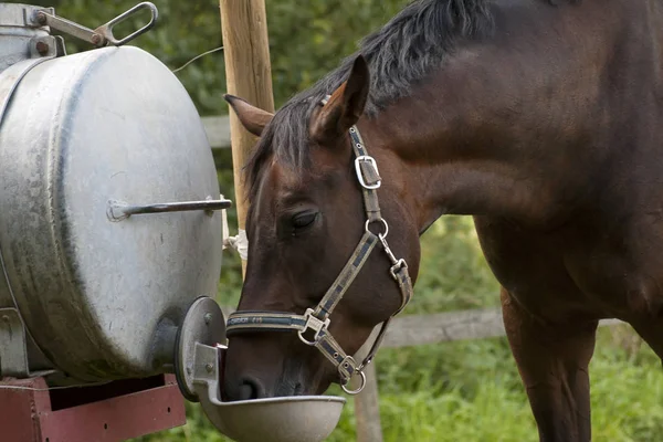 At içecek su sulama yerde — Stok fotoğraf
