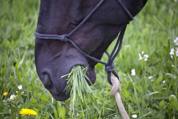 Cavalo gordo no prado come a muita grama — Fotografia de Stock
