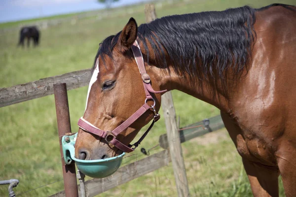 馬は水飲み場で水を飲む — ストック写真