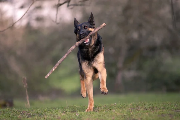 Pastore tedesco cane giocare e riportare ramo — Foto Stock
