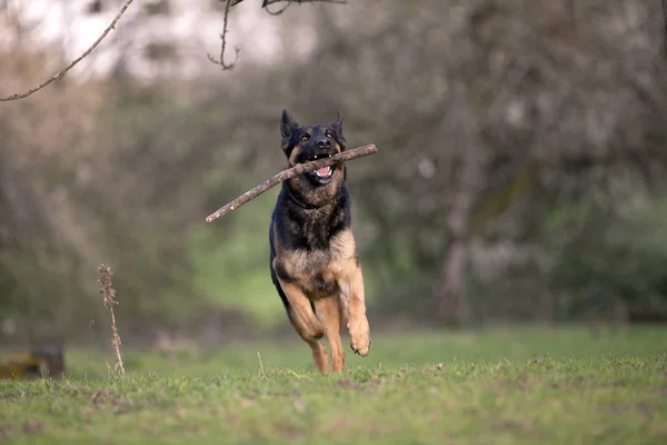 जर्मन शेफर्ड कुत्ता खेलता है और शाखा वापस लाता है — स्टॉक फ़ोटो, इमेज