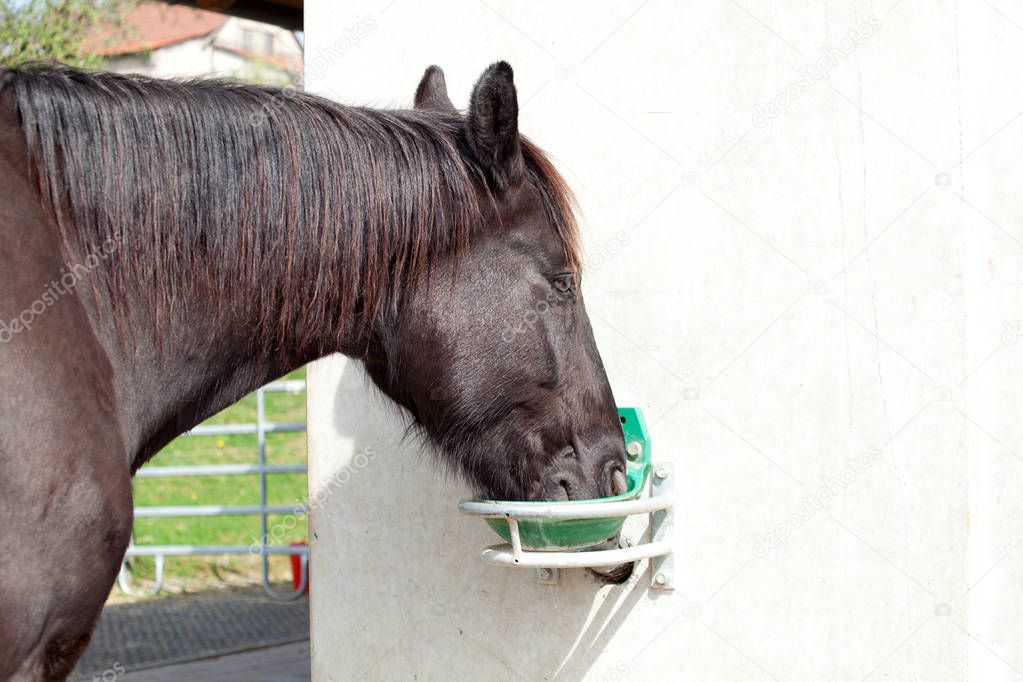 Horse drink water