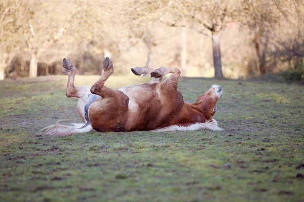 Paard lag op de rug en plezier te rollen in zand — Stockfoto