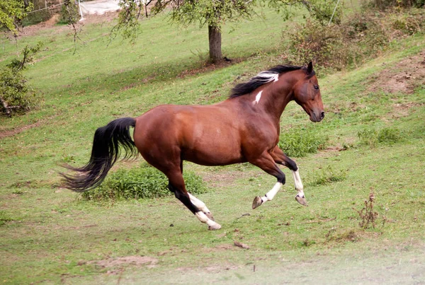 Pinto horse gallop powerful free in meadow — Stock Photo, Image
