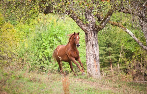 Krásné koně cválat na světlo čmeláčci čelní — Stock fotografie
