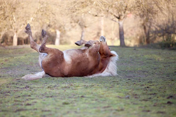 Sırt ve kuma rulo eğleniyor at yatıyordu