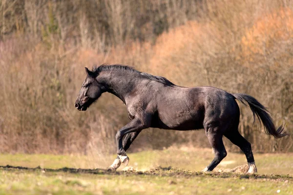 Cavallo stallone nero correre libero e galoppante potente nel prato — Foto Stock