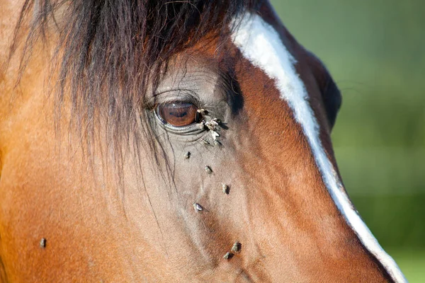 Cavalo com muita mosca na cara — Fotografia de Stock