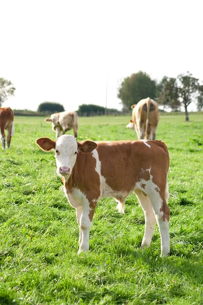 Kühe auf der Weide — Stockfoto