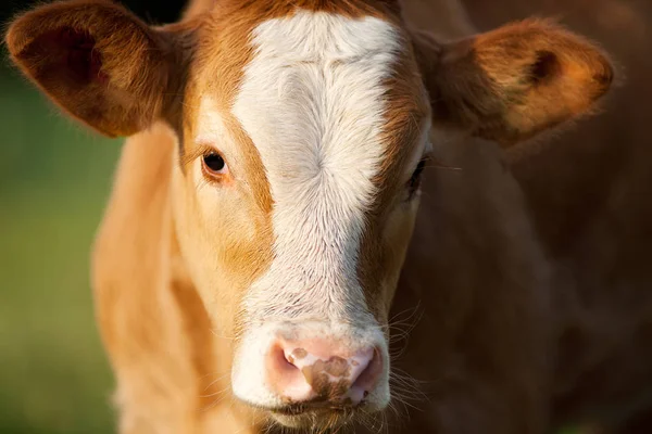 Vaches dans la prairie — Photo