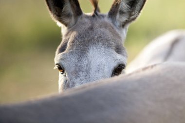 eşek portre, arkadaşı arkasında gizle