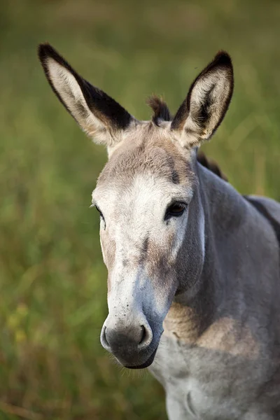 Hermoso Retrato Burro Fuera — Foto de Stock