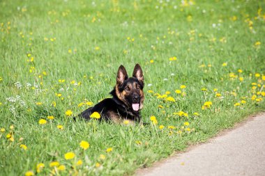Köpek Alman çoban çayırda yatıyordu