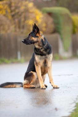 Alman çoban köpeği