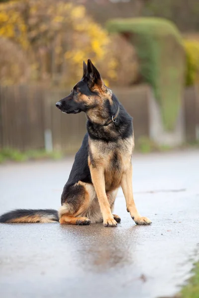 Alman çoban köpeği — Stok fotoğraf