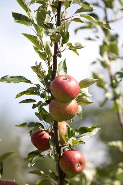 Appletree Piros Almával — Stock Fotó