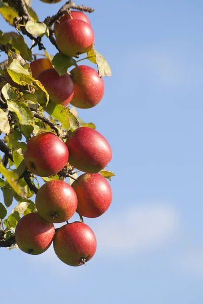 Appletree Kırmızı Elma Ile — Stok fotoğraf