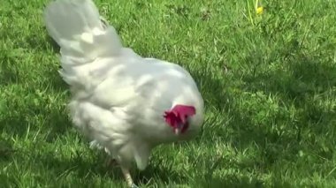 tavuk çiftliği. tavuk ve horoz ücretsiz açık havada cephede seçin