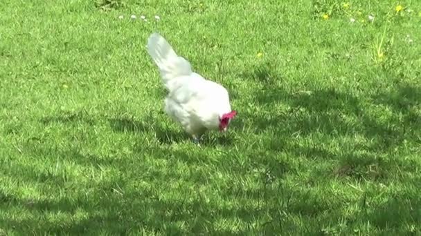 Ferme Poulets Poule Coq Libre Cueillette Plein Air Dans Herbe — Video