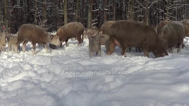 Ovejas Cordero Invierno Nieve — Vídeos de Stock