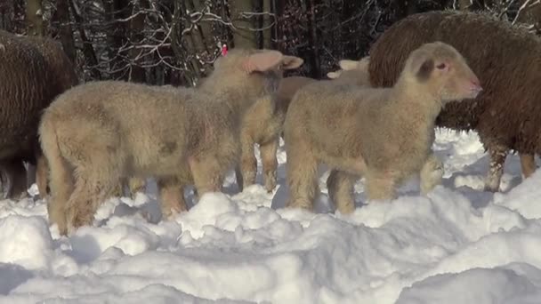 Овцы Ягненок Зимой Снегу — стоковое видео