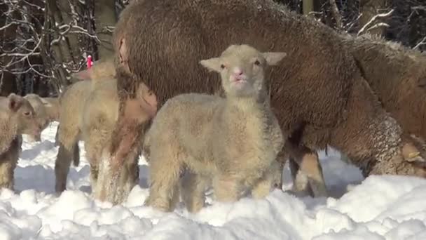 Får Och Lamm Vintern Snön — Stockvideo