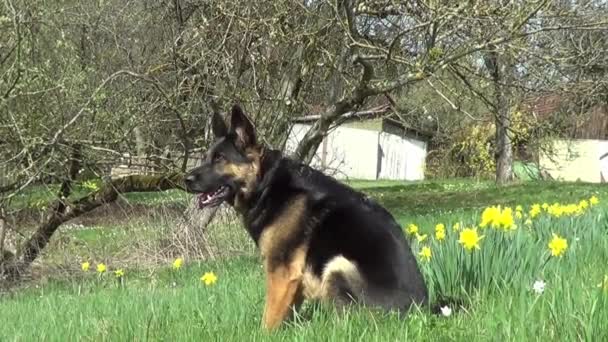 花の草原の美しいジャーマン シェパード犬の座っています 背景が黄色の花春の緑の草の上 — ストック動画