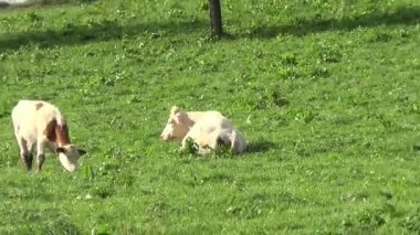 İnek ve bebek buzağı çayır otlatma, uyku ve çalışma ücretsiz