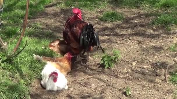 Poulet et coq dehors sur la prairie 
