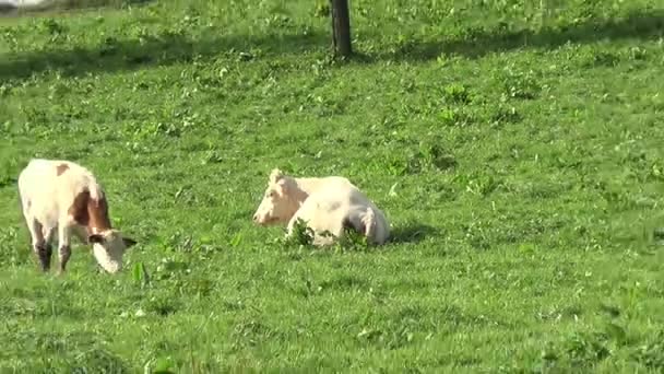 Mucche Vitello Sul Prato Pascolano Dormono Corrono Liberi — Video Stock