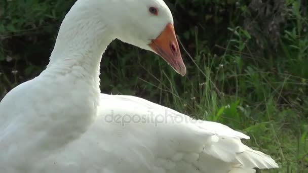 Goose Running Free Portrait — Stock Video