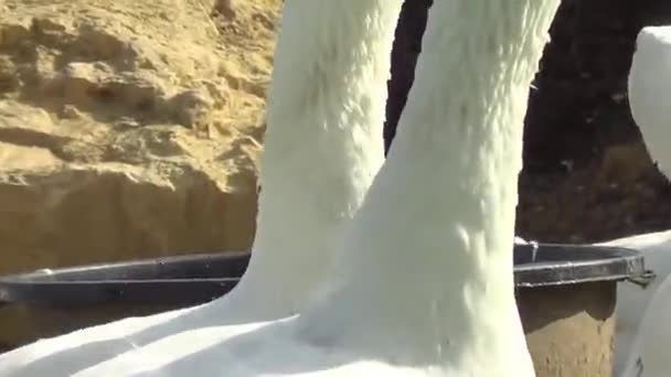鹅在外面自由奔跑 在水里玩耍 — 图库视频影像
