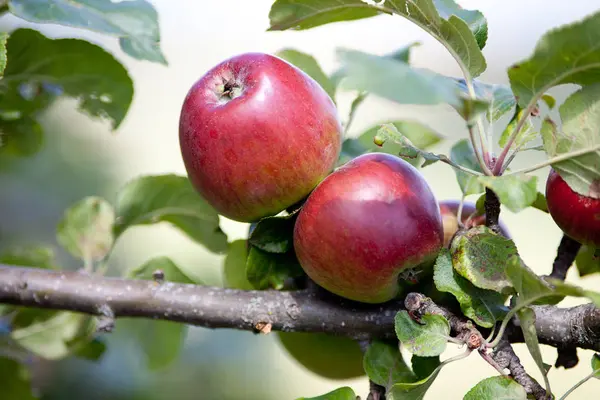 Olgunlaşmış Meyve Ağacıyla Elma — Stok fotoğraf