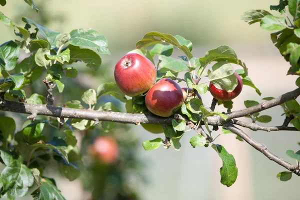 与成熟的水果树上的苹果 — 图库照片