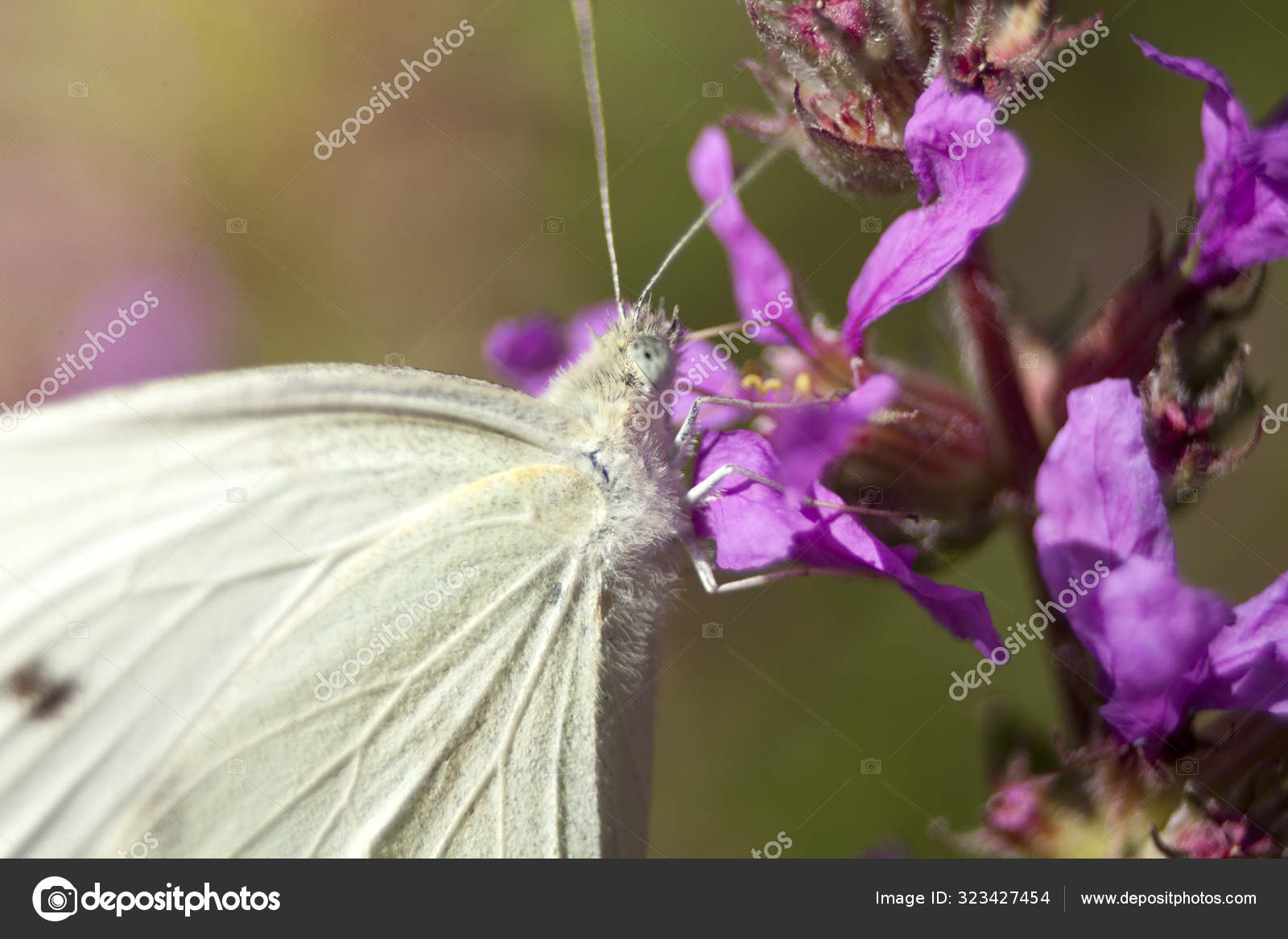 Stockfotos Pieris Bilder Stockfotografie Pieris Lizenzfreie Fotos Depositphotos