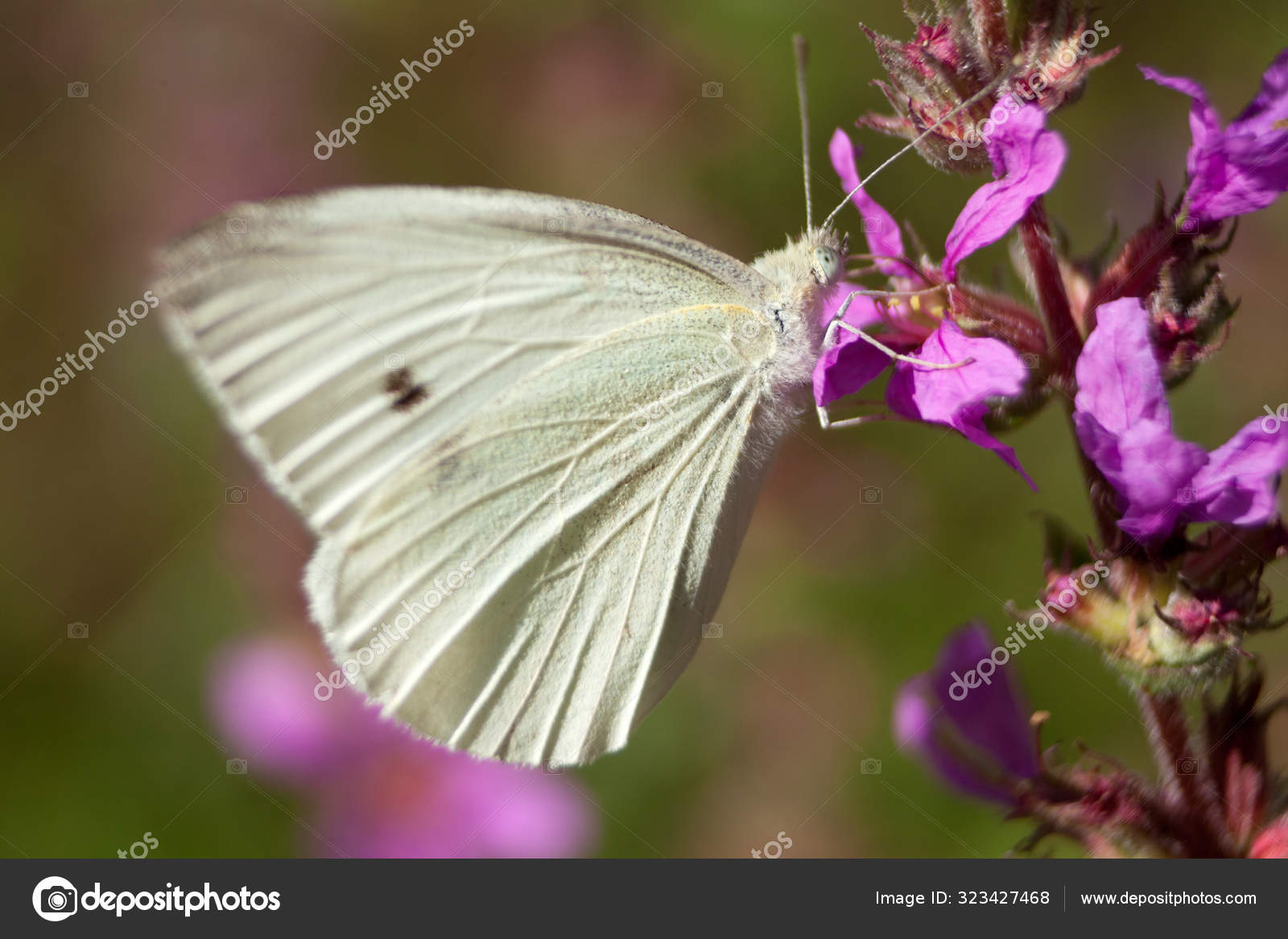 Stockfotos Pieris Bilder Stockfotografie Pieris Lizenzfreie Fotos Depositphotos