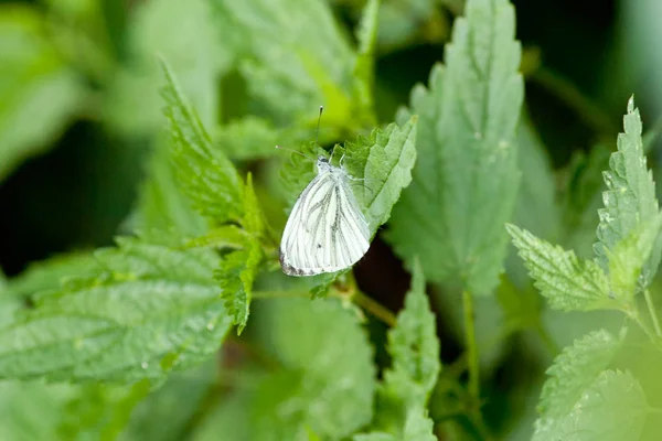 Zeleně Žilkovaný Motýl Pieris Napi — Stock fotografie