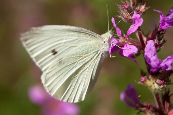 Zelí Bílý Motýl Pieris Rapae Zaměření Hlavu — Stock fotografie