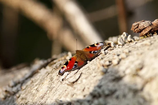 Európai Páva Páva Pillangó Aglais — Stock Fotó