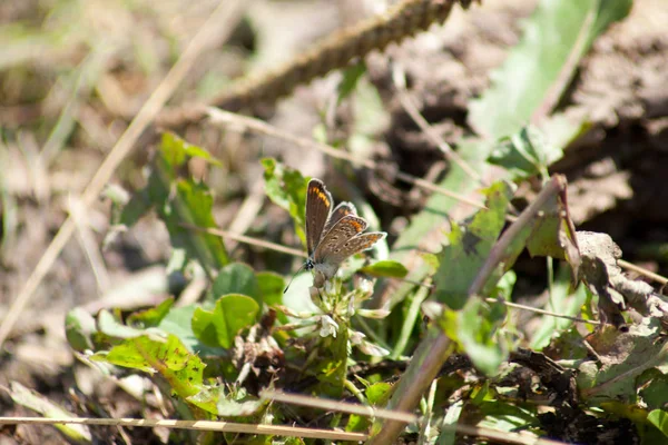 Motýl Obecný Polyommatus Icarus — Stock fotografie