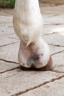 Çamur nezlesi, atların bacak alt ekstremitelerinde pastern dermatit