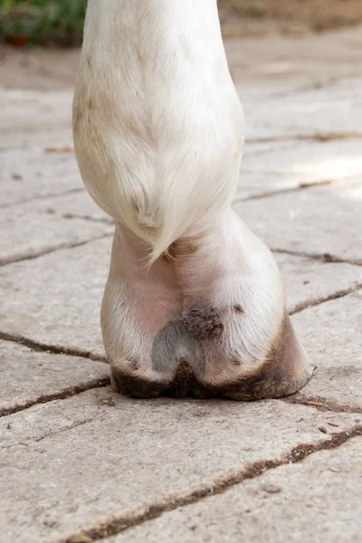 Mud Fever Pastern Dermatitis Lower Limbs Horses Leg — Stock Photo, Image