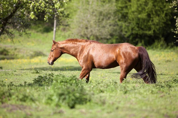 Schöne Kastanienviertel Pferdewanderung auf der Wiese — Stockfoto