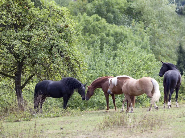 horses meeting in pasture under tree in summer.